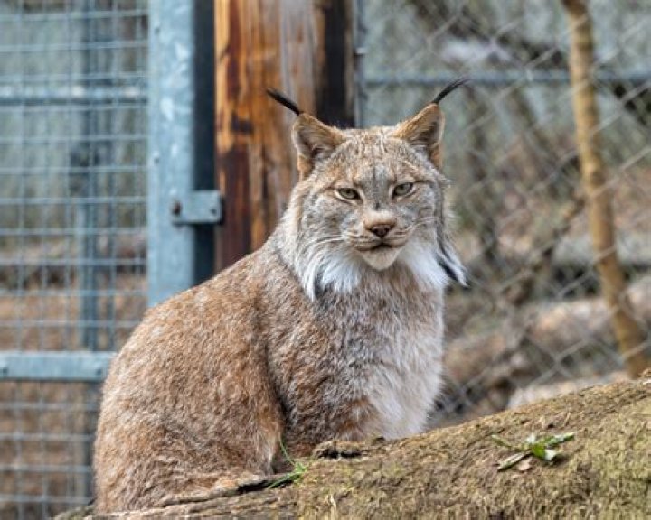 What states allow lynx as pets?