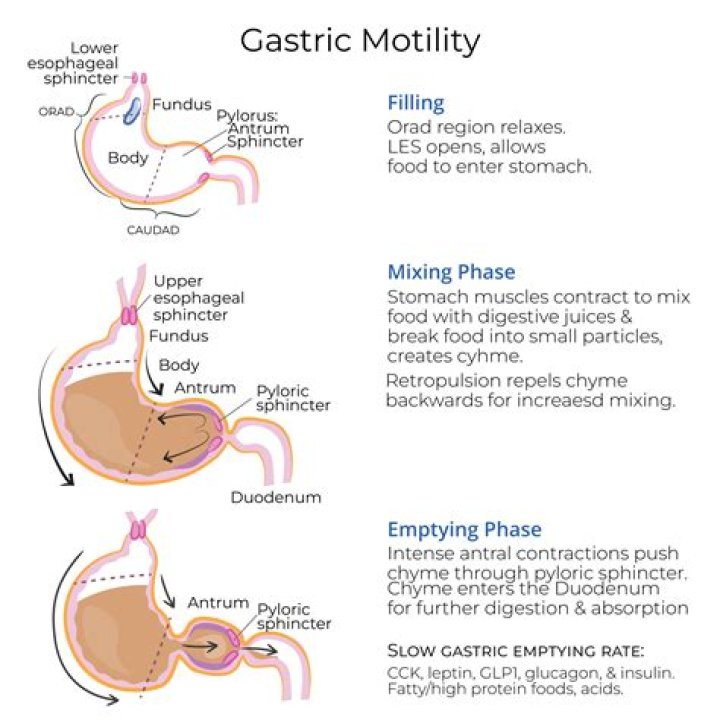 What stimulates intestinal motility?