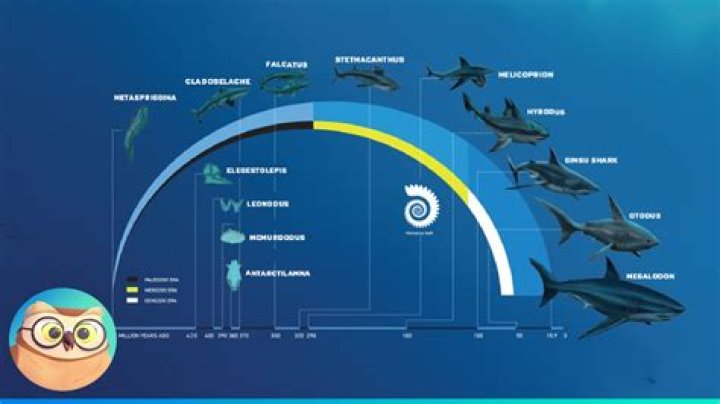 What time do sharks come out?