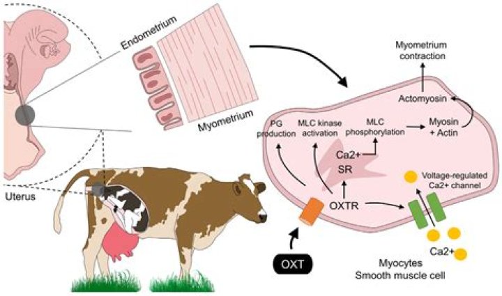 What triggers oxytocin release in cows?