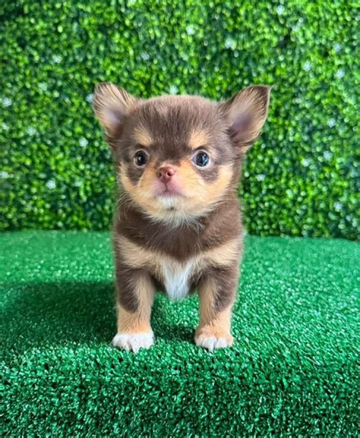 What two dogs make a Chihuahua?