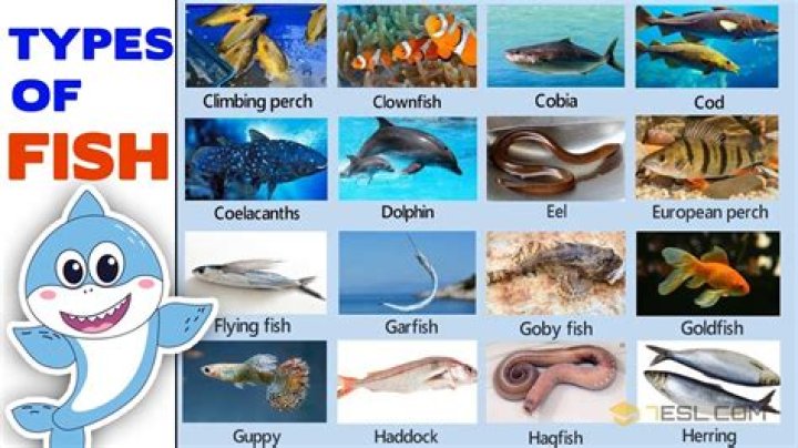 What type of fish is the cheapest?