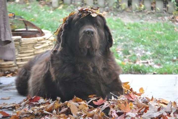 What will happen if a dog eats mothballs?