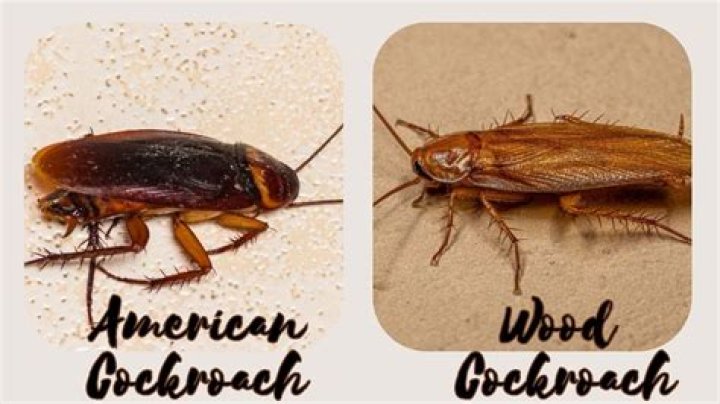 What will roaches eat?