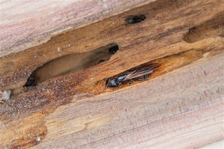 What wood do carpenter bees not like?