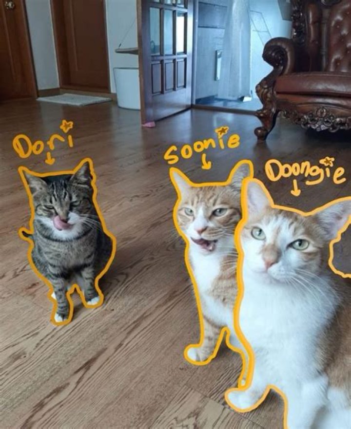 What words do cats know?