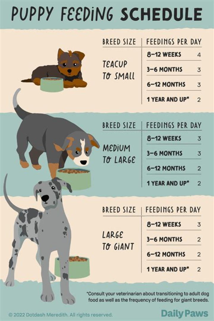 When can my dog hear my baby?