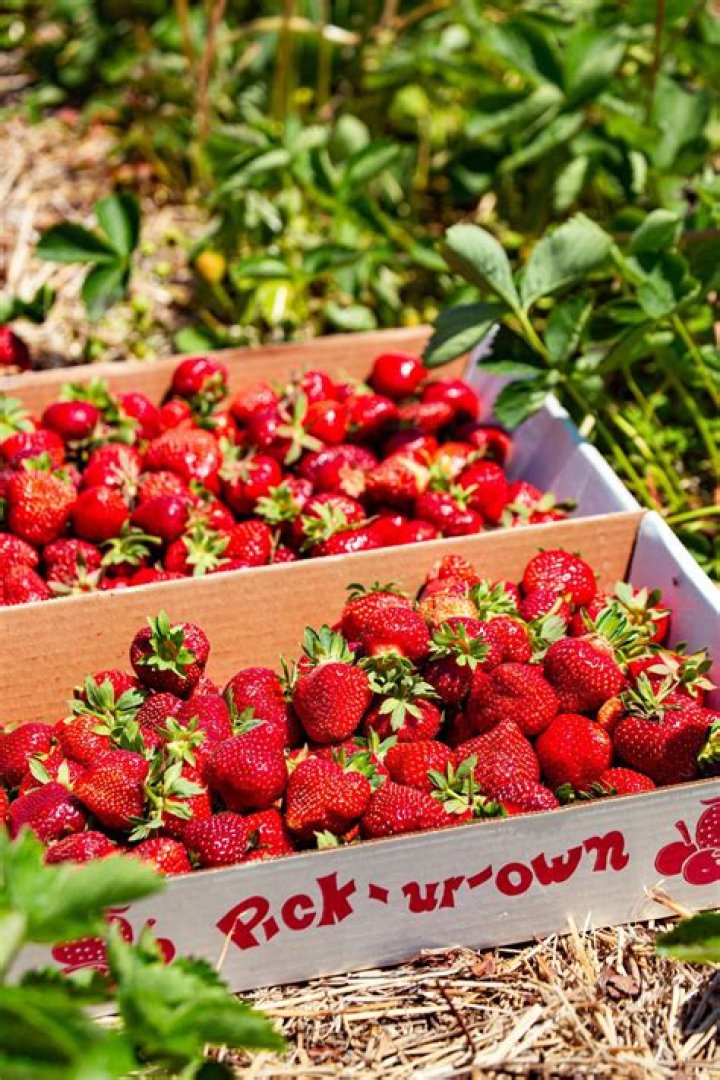 When can you plant strawberries?