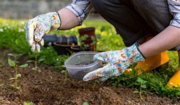 When should I put manure on my vegetable garden?