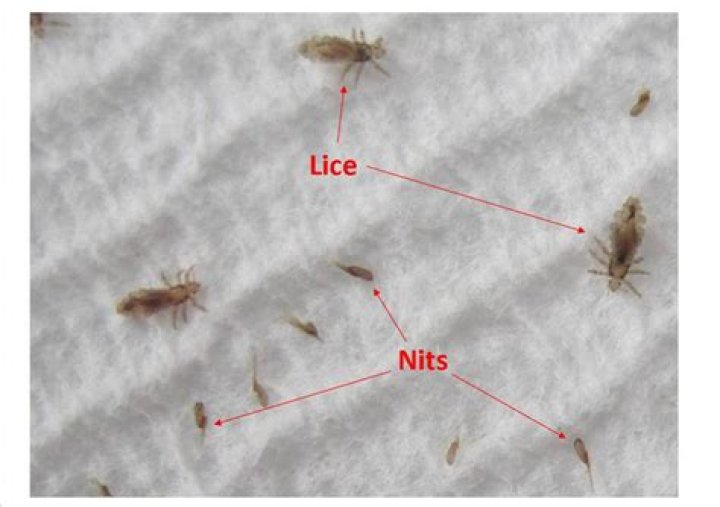 Where did lice come from?