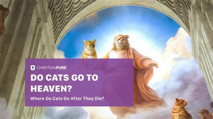 Where do cats go after death?