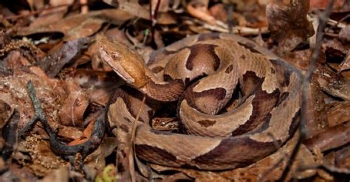 Where do copperhead snakes like to hang out?