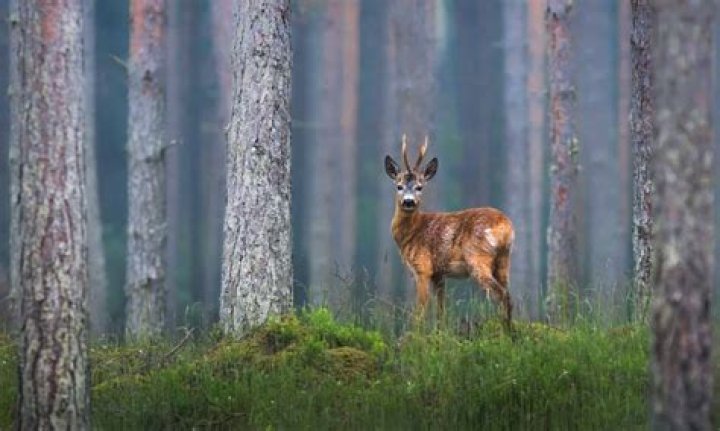 Where do deer go when it rains?