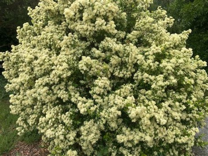Where does myrtle grow?