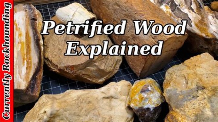 Where is black petrified wood found?