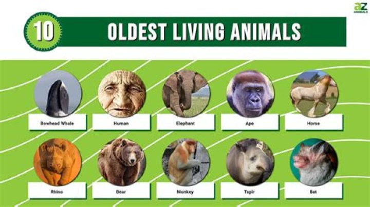 Which animal can live without head?