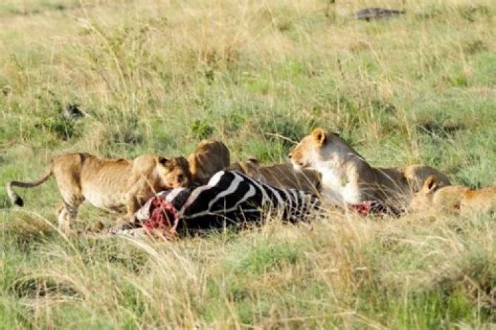 Which animal kills lions for food?