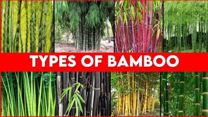 Which bamboo is best suited for house construction?