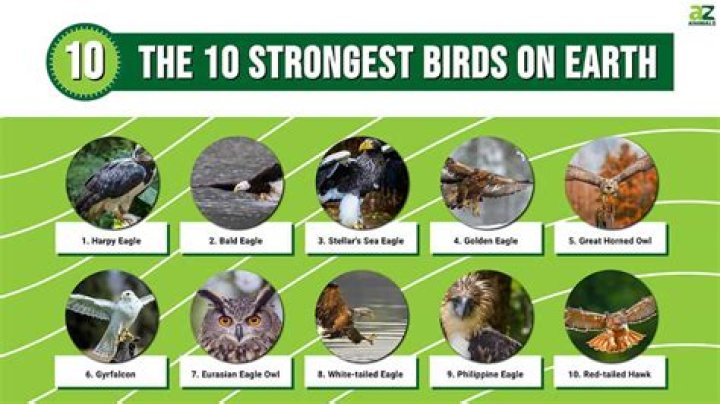Which bird has the strongest bite?