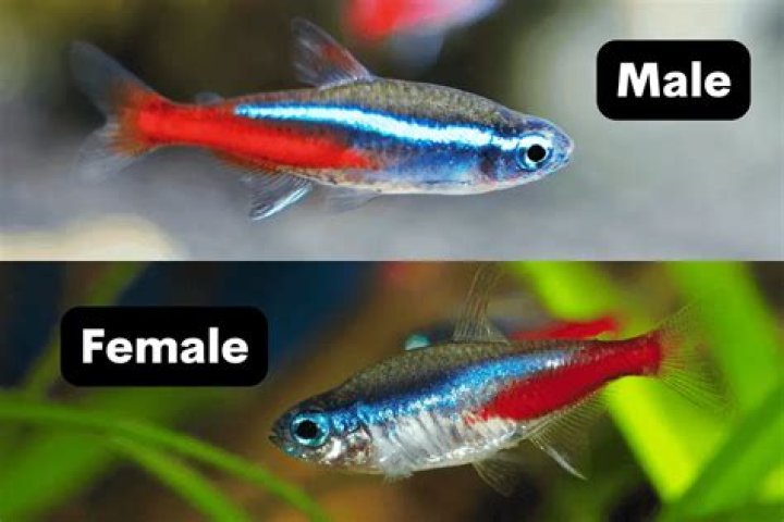 Which brain is faster male or female?
