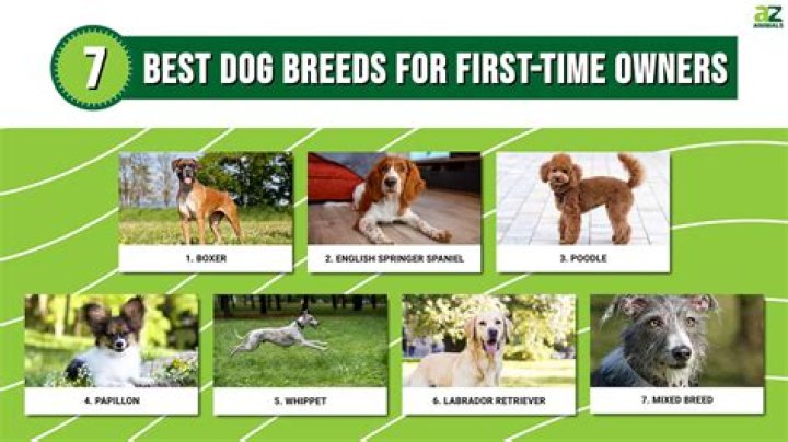 Which dog is best for first time owner?
