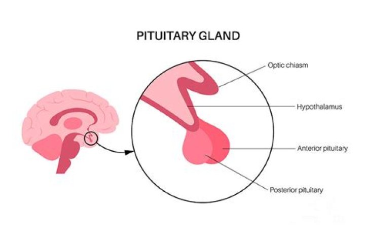 Which food activate pituitary gland?