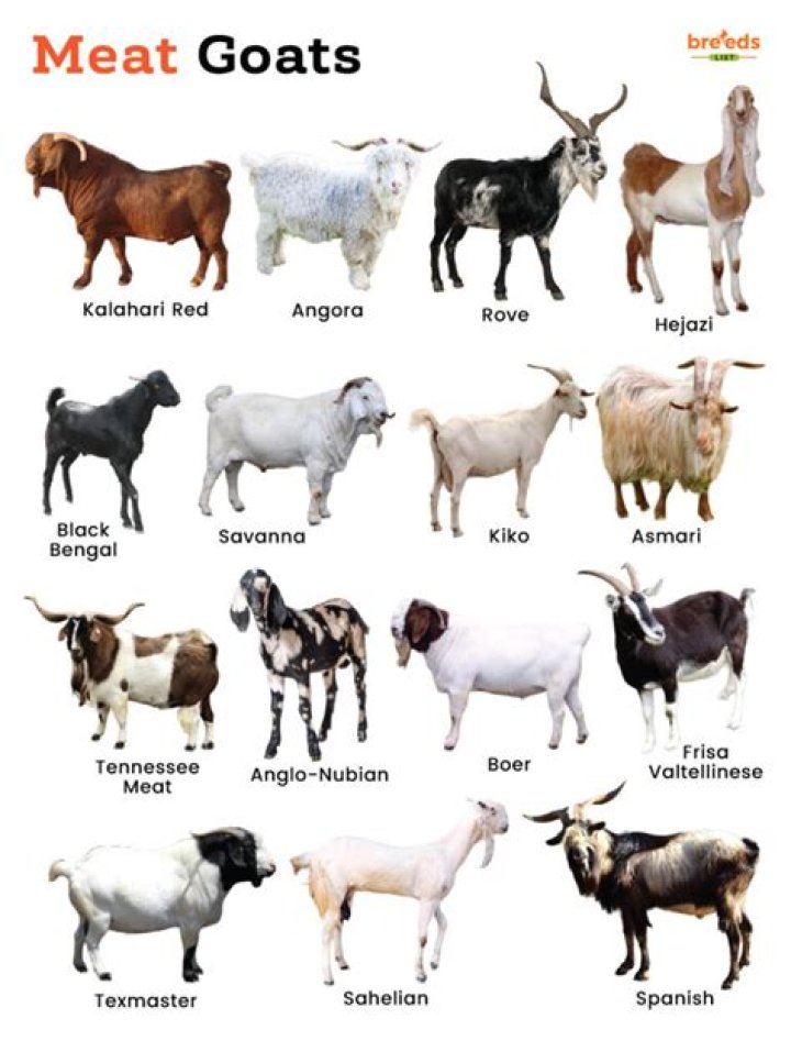 Which goat meat is best?