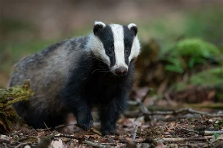 Which is the bravest animal in the world?