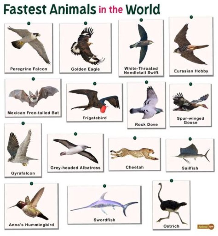 Which is the fastest animal in the world?