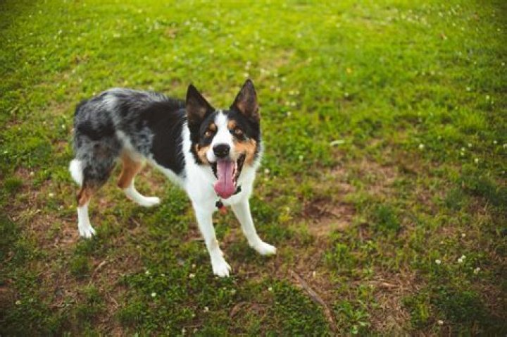 Which is the most talkative dog breed?