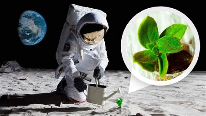 Which plant grew on the moon?