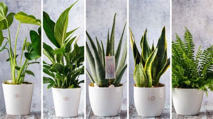 Which plant is good for prosperity?