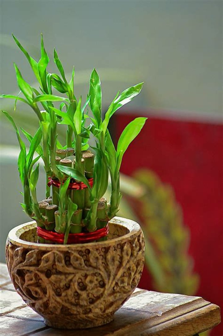 Which plant is lucky for home?