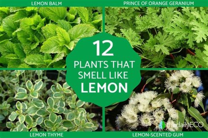 Which plants like lemon peels?