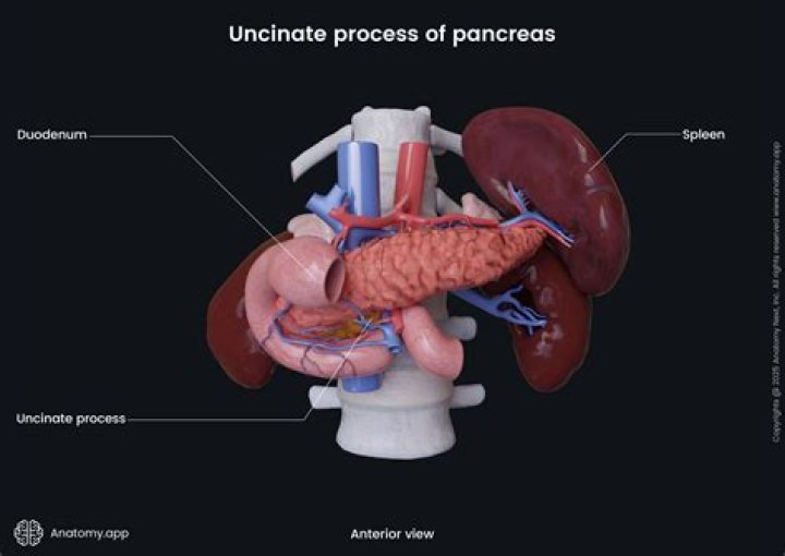 Which side of the body is the pancreas on?