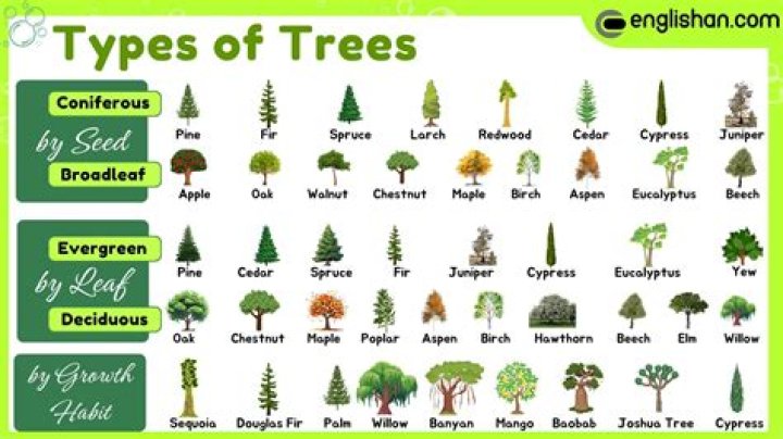 Which tree is called King of wood?