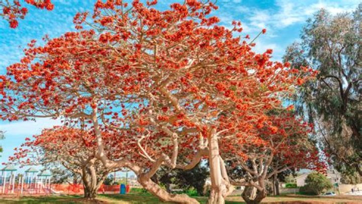 Which trees are worshipped by people?