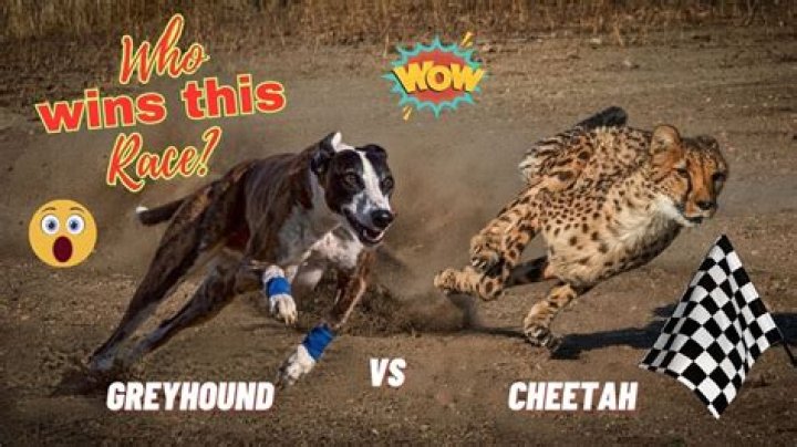 Who is faster greyhound or cheetah?