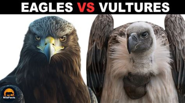 Who is stronger eagle or vulture?