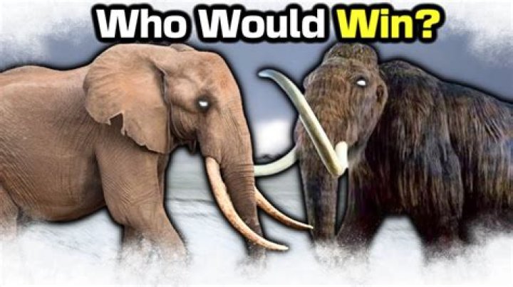 Who wins hippo or elephant?