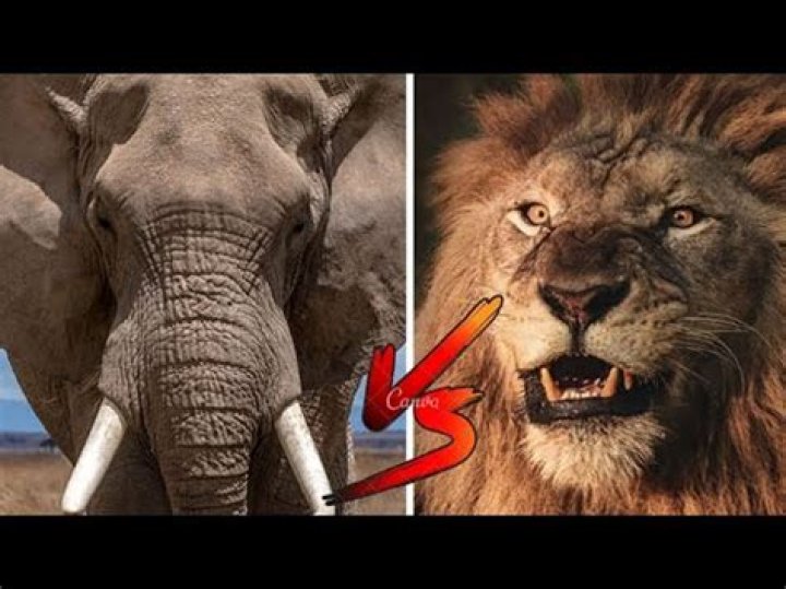Who would win lion vs elephant?
