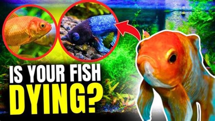 Why are all my saltwater fish dying?