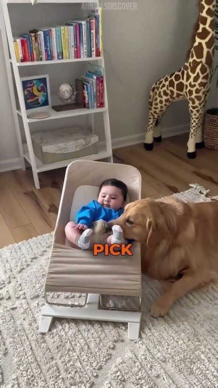 Why are dogs obsessed with babies?