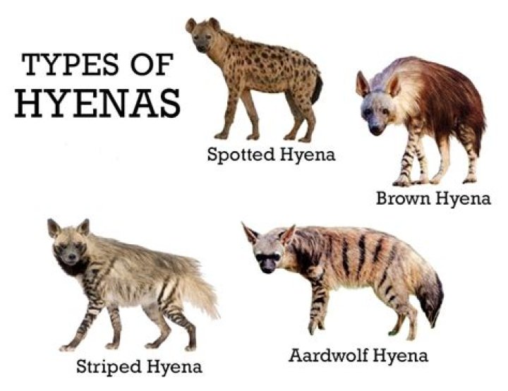 Why are female hyenas in charge?