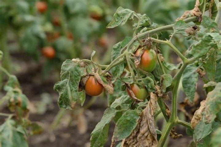 Why are my tomato plant leaves turning brown on the edges?
