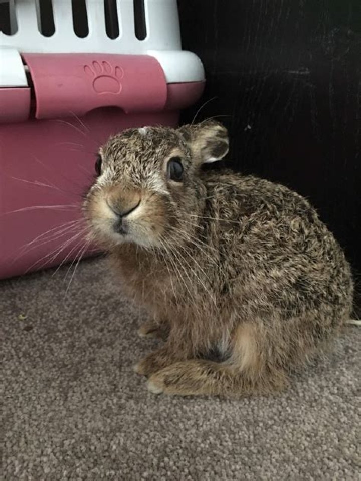Why are rabbits illegal in Qld?