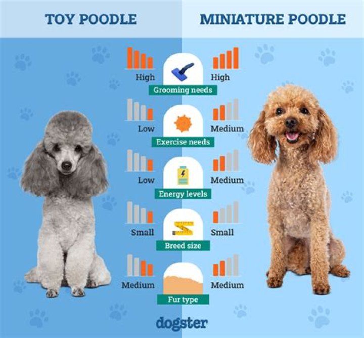 Why are red Poodles so expensive?