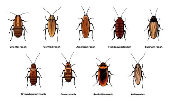Why are roaches in my bedroom?