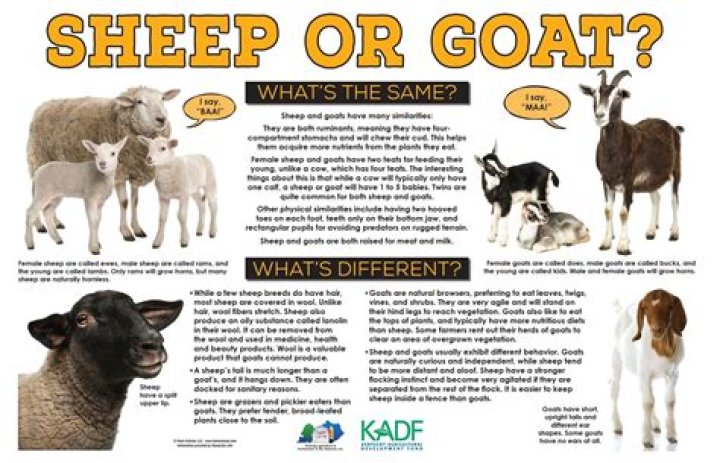 Why are sheep better than goats in the Bible?