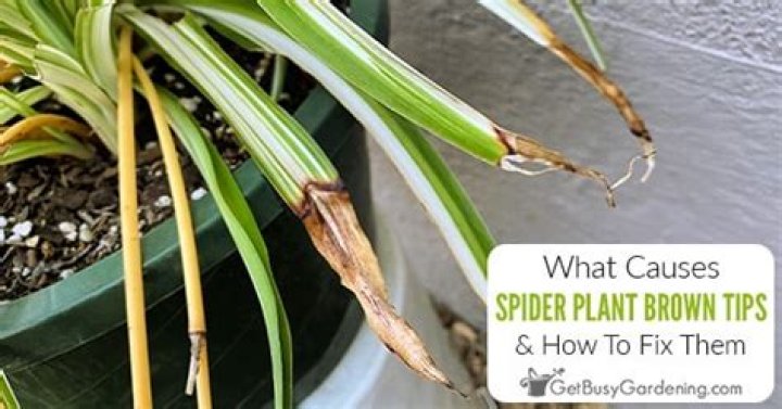 Why are the tips of my indoor plants turning brown?